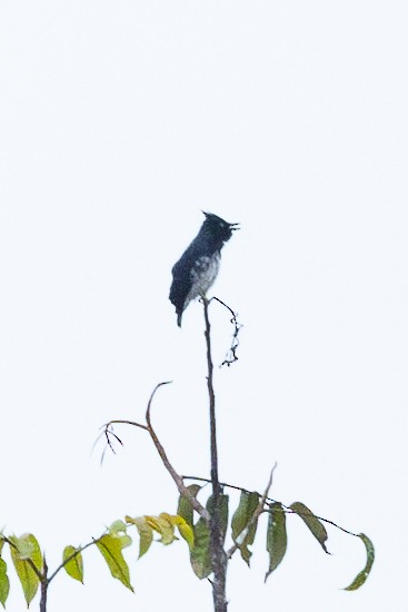 Black-and-white Shrike-flycatcher - ML612825671