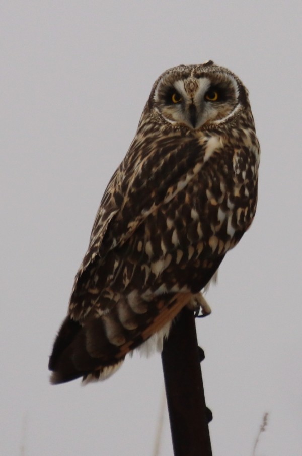 Short-eared Owl - ML612825713