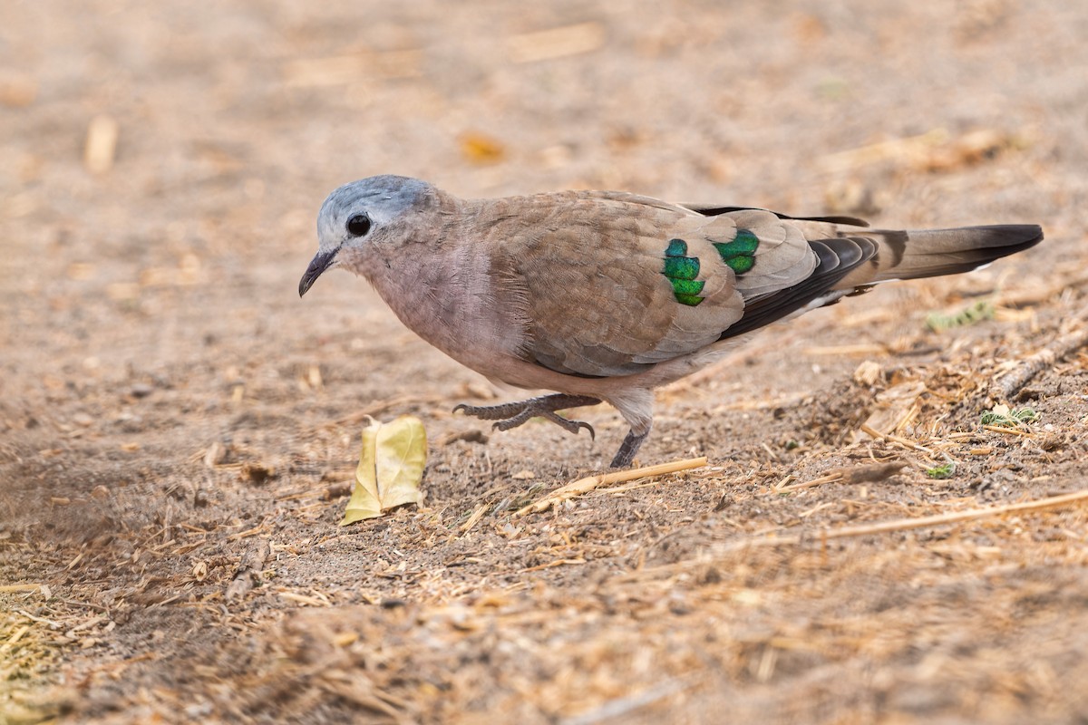 Emerald-spotted Wood-Dove - ML612827085