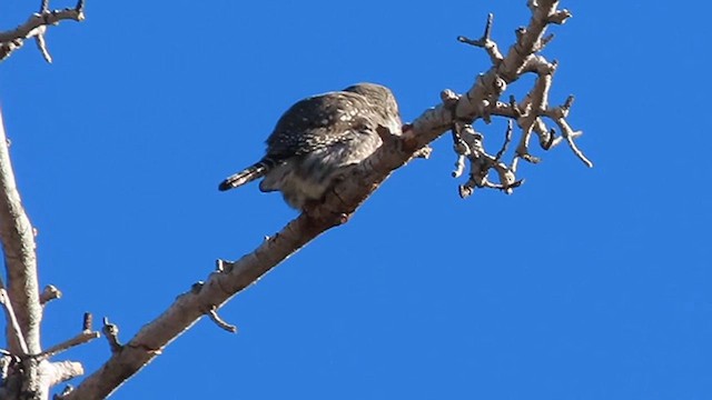 Northern Pygmy-Owl - ML612827427