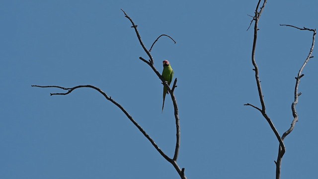 Gül Başlı Yeşil Papağan - ML612827507