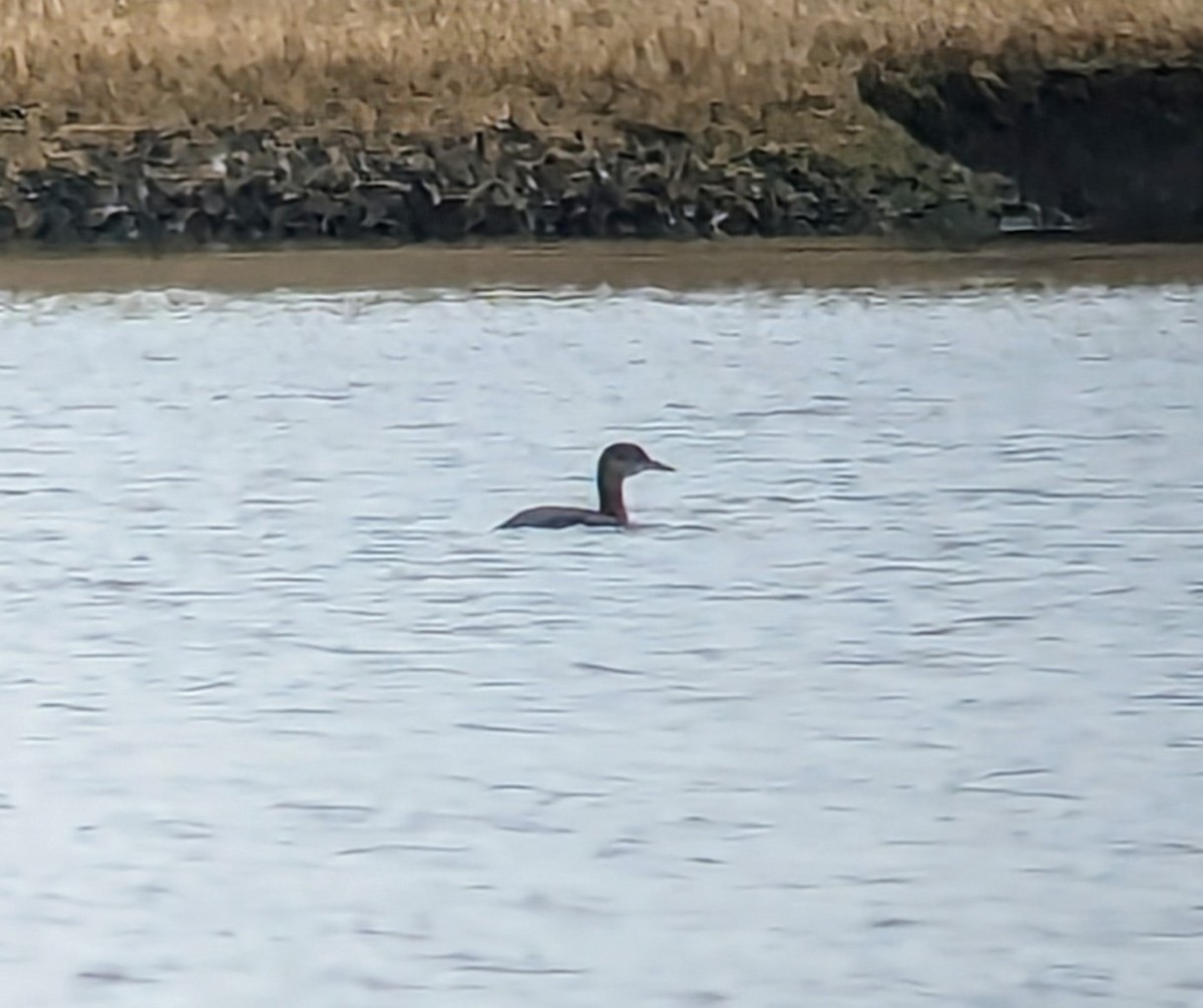 Red-necked Grebe - ML612827565