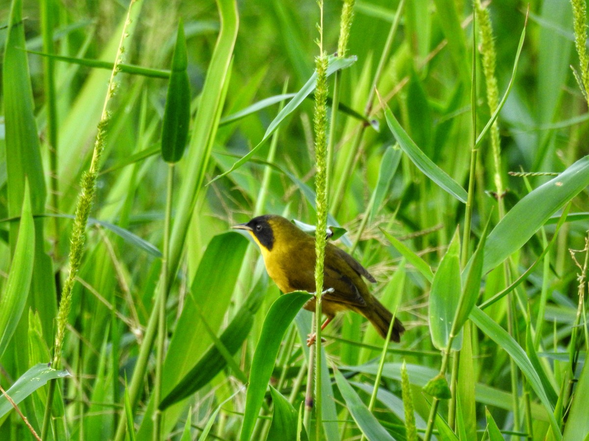 Olive-crowned Yellowthroat - ML612827585