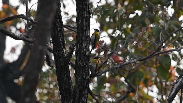 Black-headed Woodpecker - ML612827595