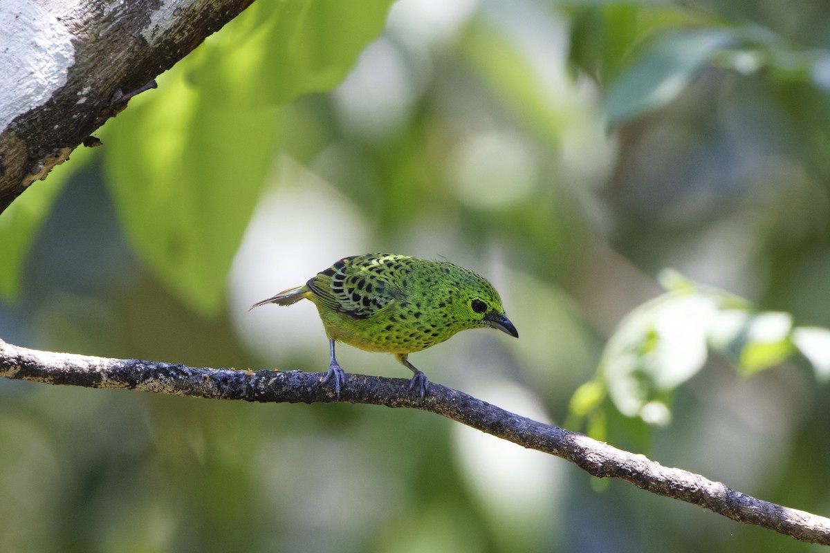 Yellow-bellied Tanager - David Wright