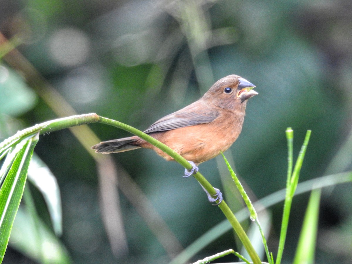 Thick-billed Seed-Finch - ML612827839