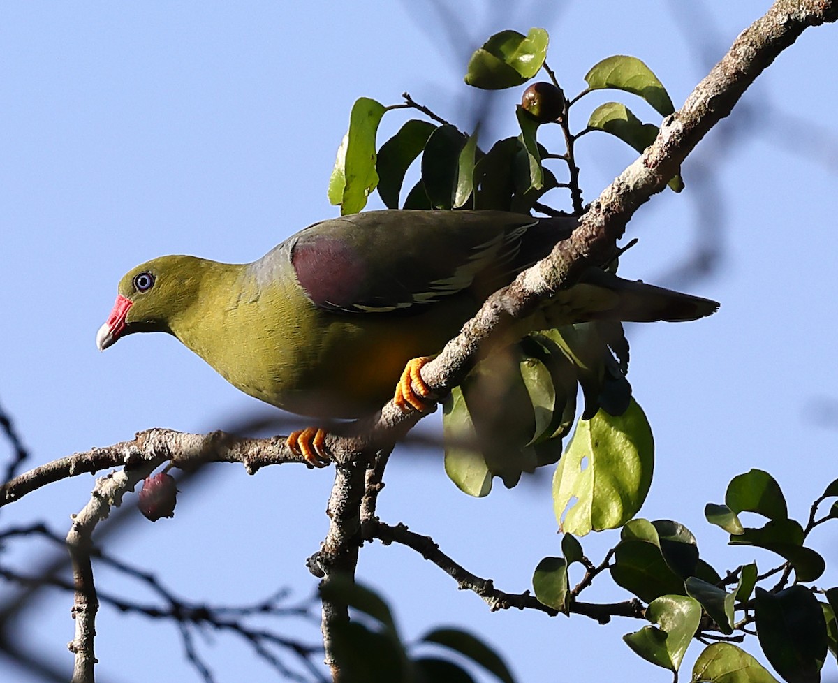 African Green-Pigeon - ML612827843