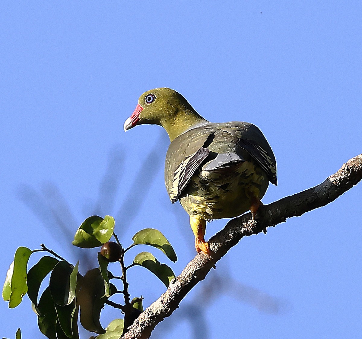 African Green-Pigeon - ML612827848