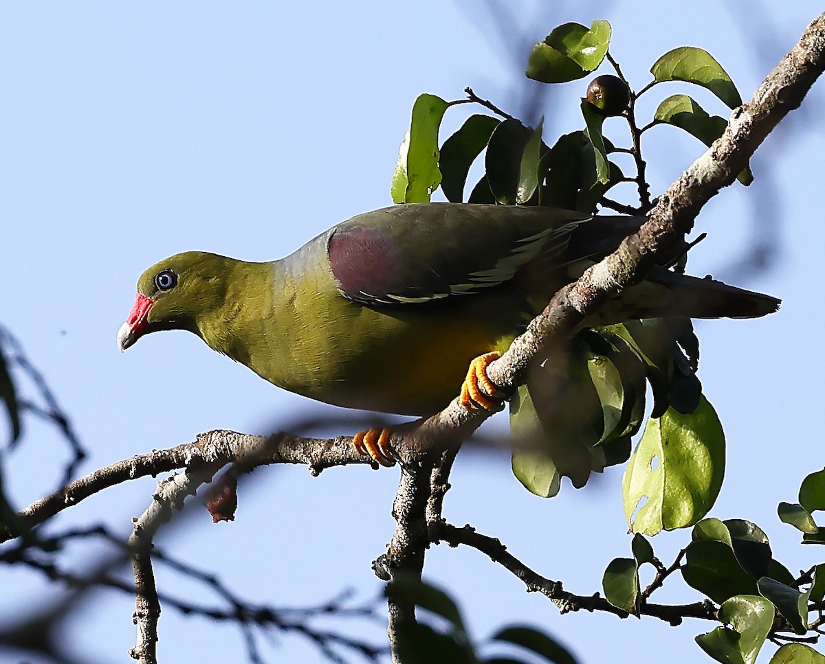 African Green-Pigeon - ML612827854