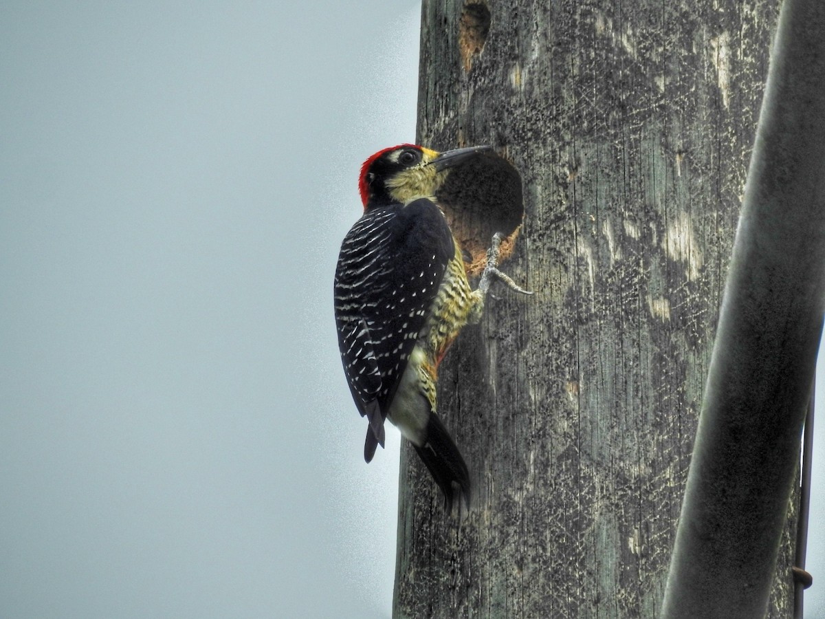 Black-cheeked Woodpecker - ML612827902