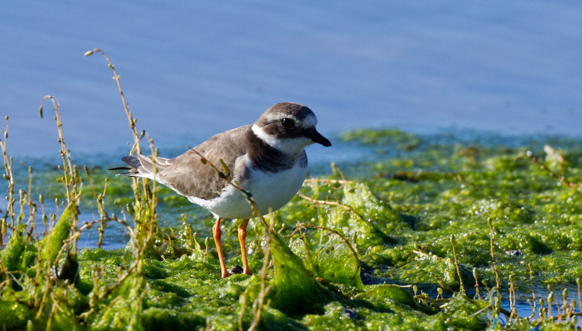 Common Ringed Plover - ML612828127