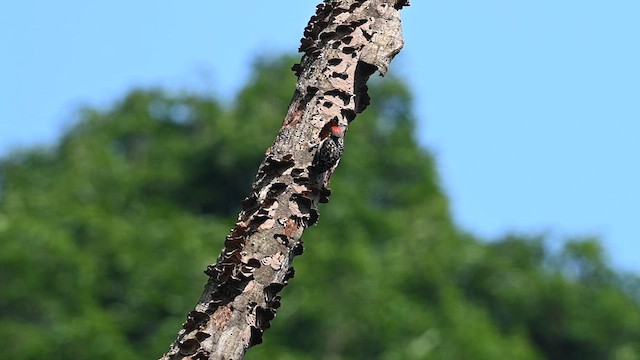 Gray-and-buff Woodpecker - ML612828564