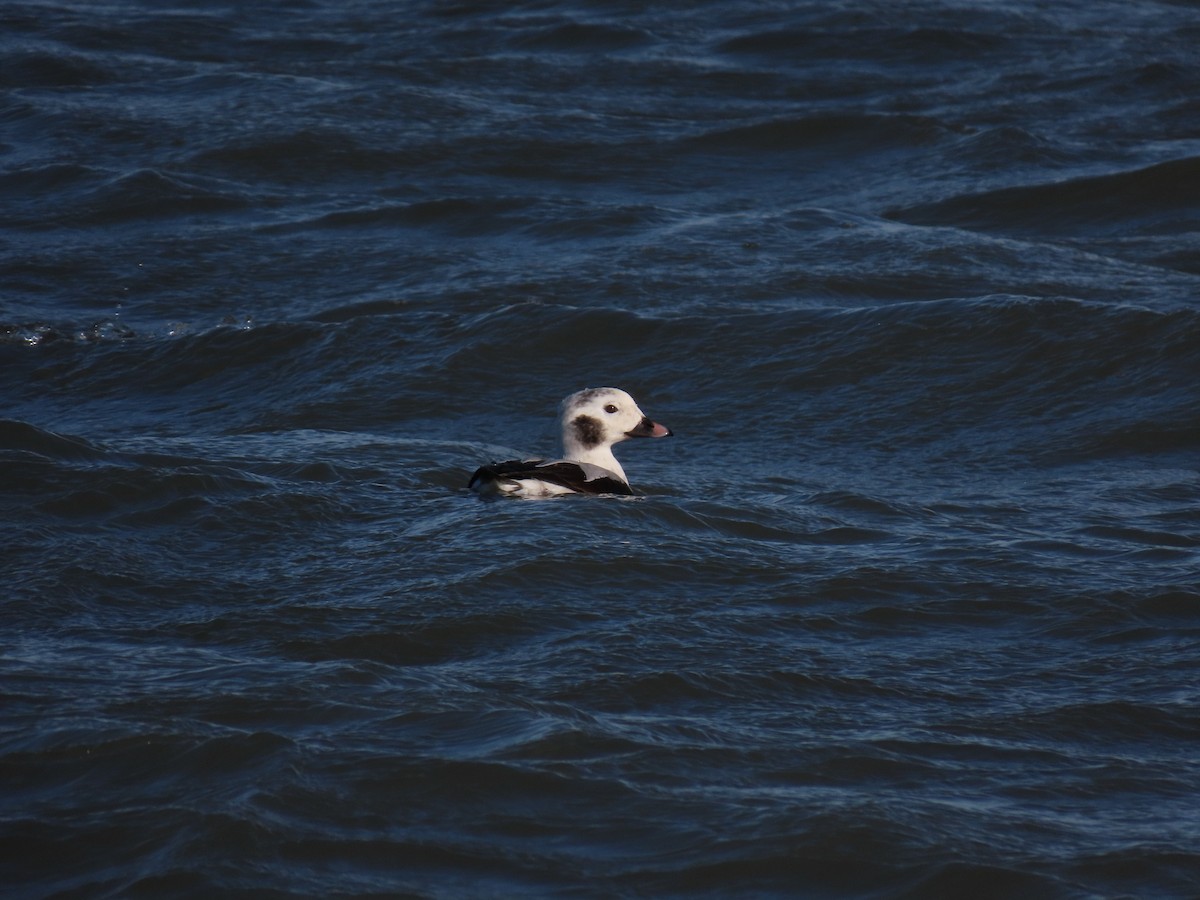 Long-tailed Duck - ML612828565