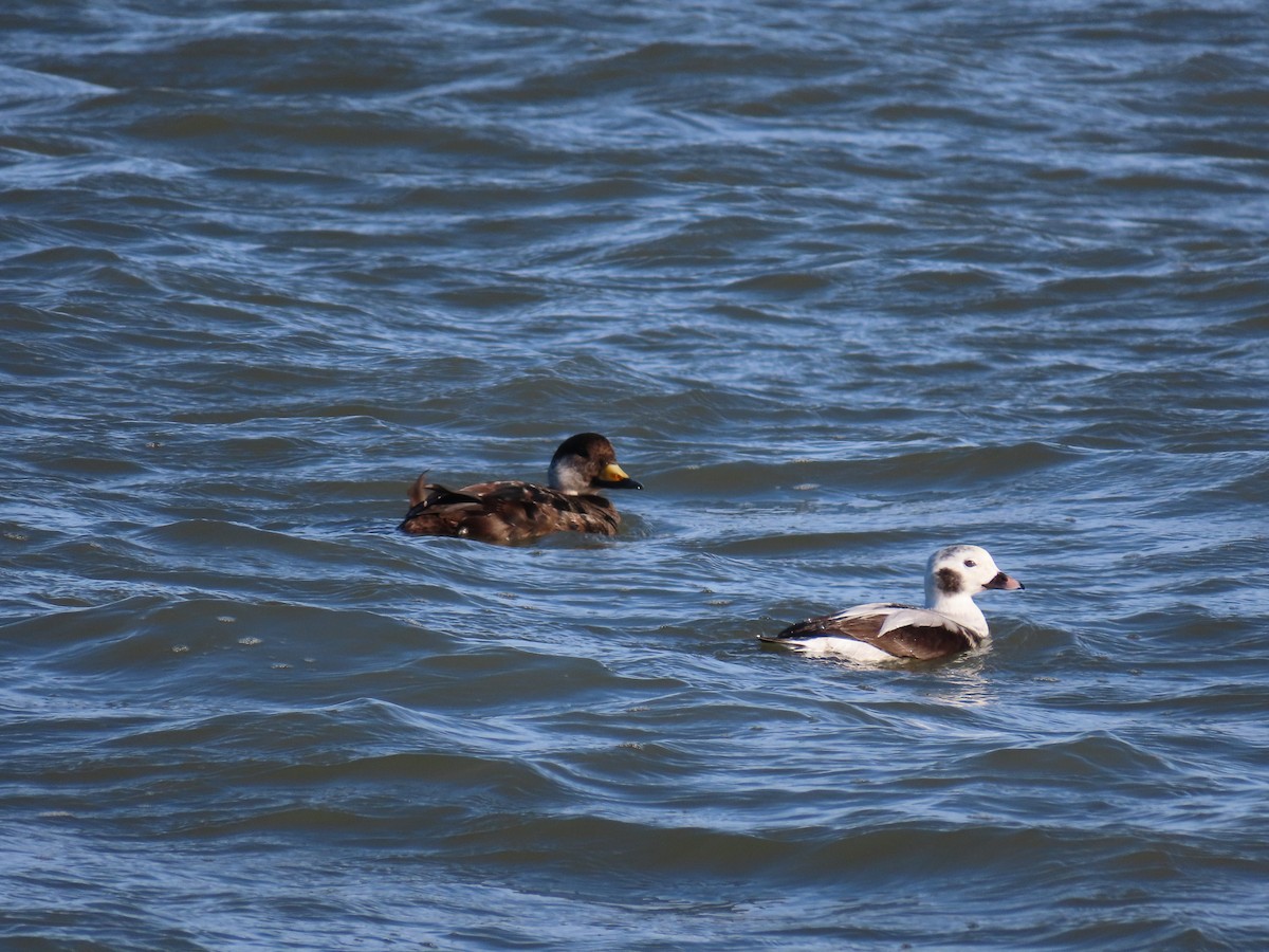 Long-tailed Duck - ML612828566