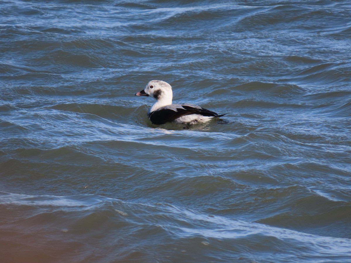 Long-tailed Duck - ML612828567
