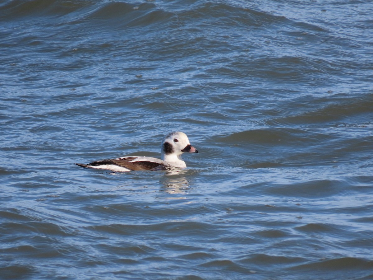 Long-tailed Duck - ML612828568