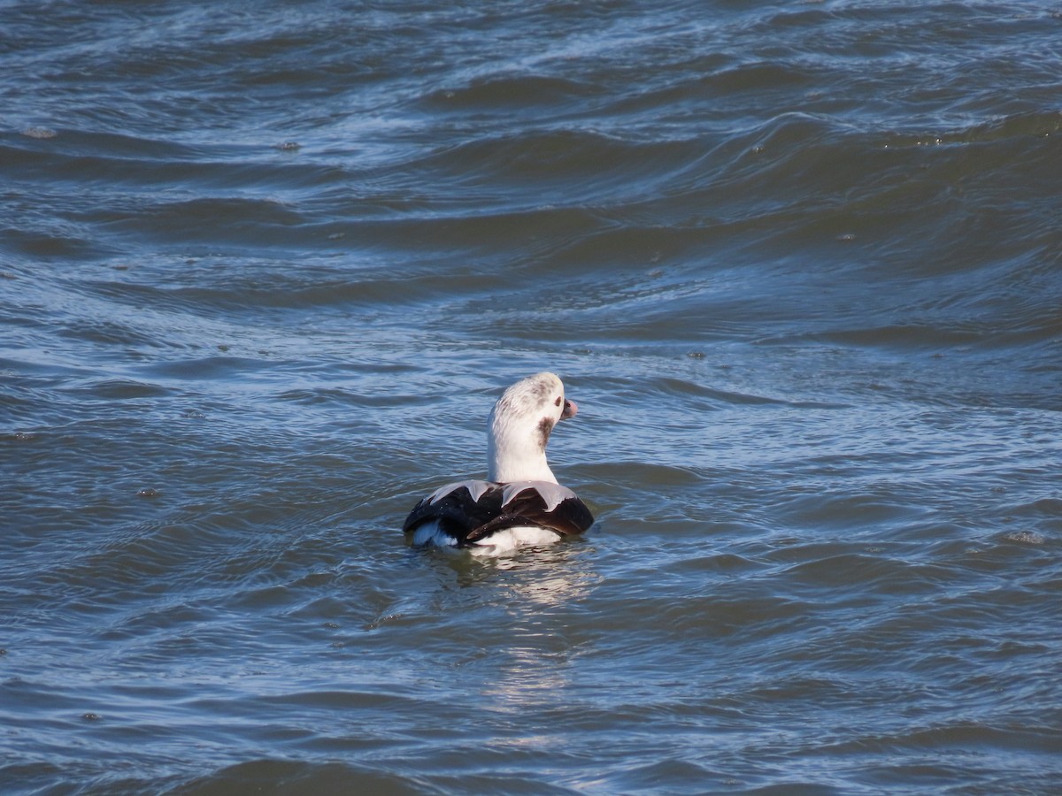 Long-tailed Duck - ML612828569