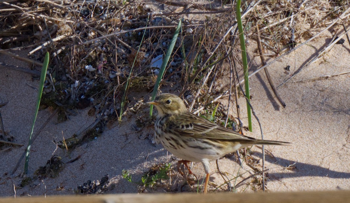 Meadow Pipit - ML612828683