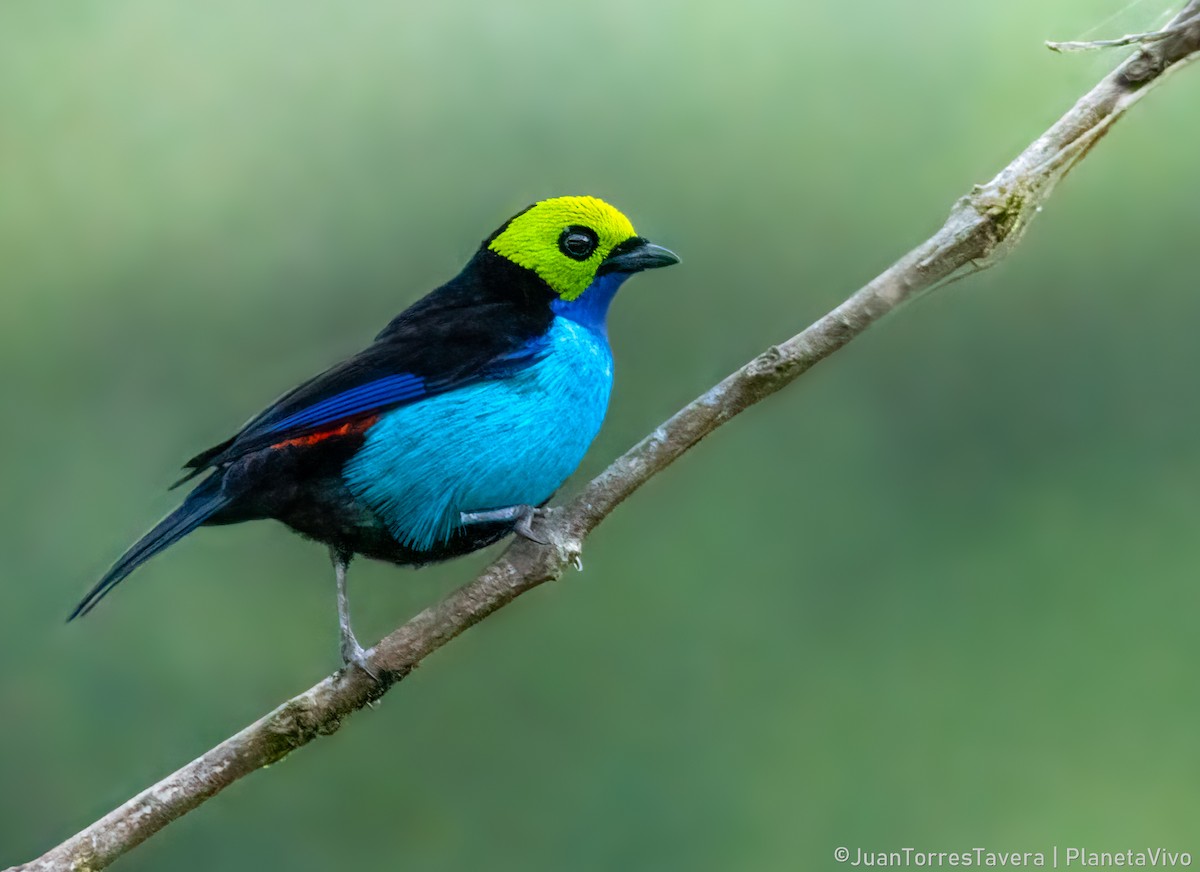 Paradise Tanager - ML612828793