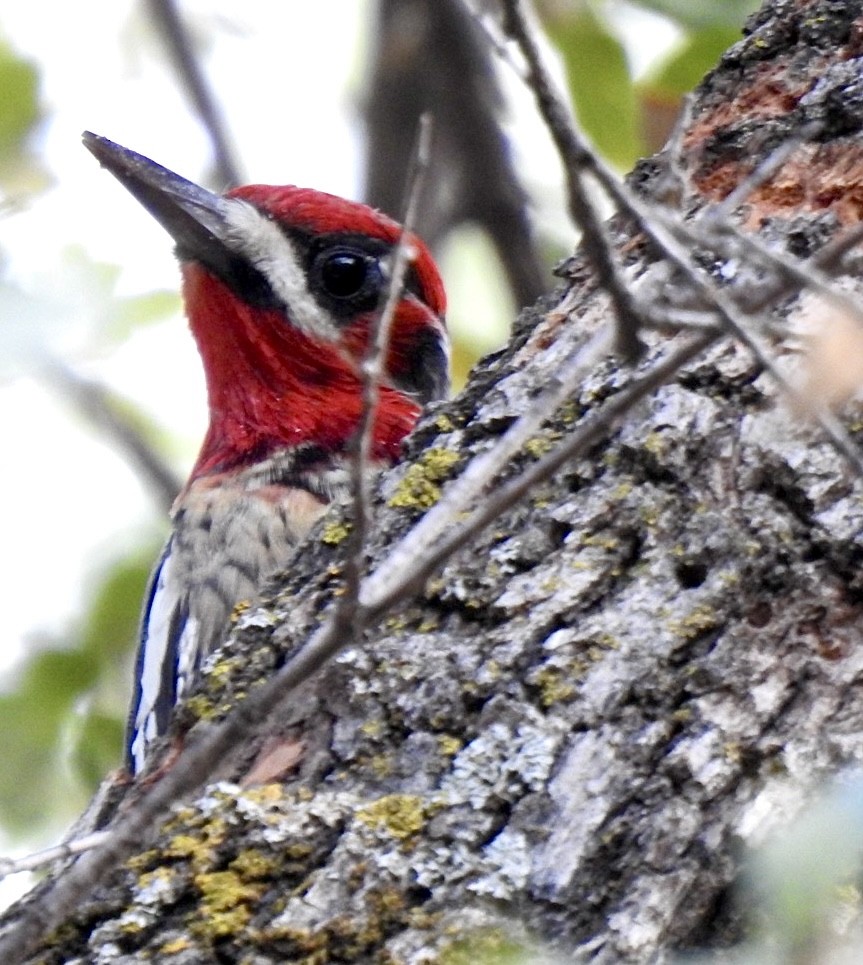 Red-naped x Red-breasted Sapsucker (hybrid) - ML612828965