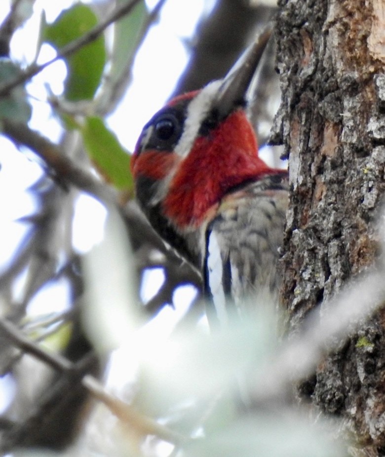 Red-naped x Red-breasted Sapsucker (hybrid) - ML612828966
