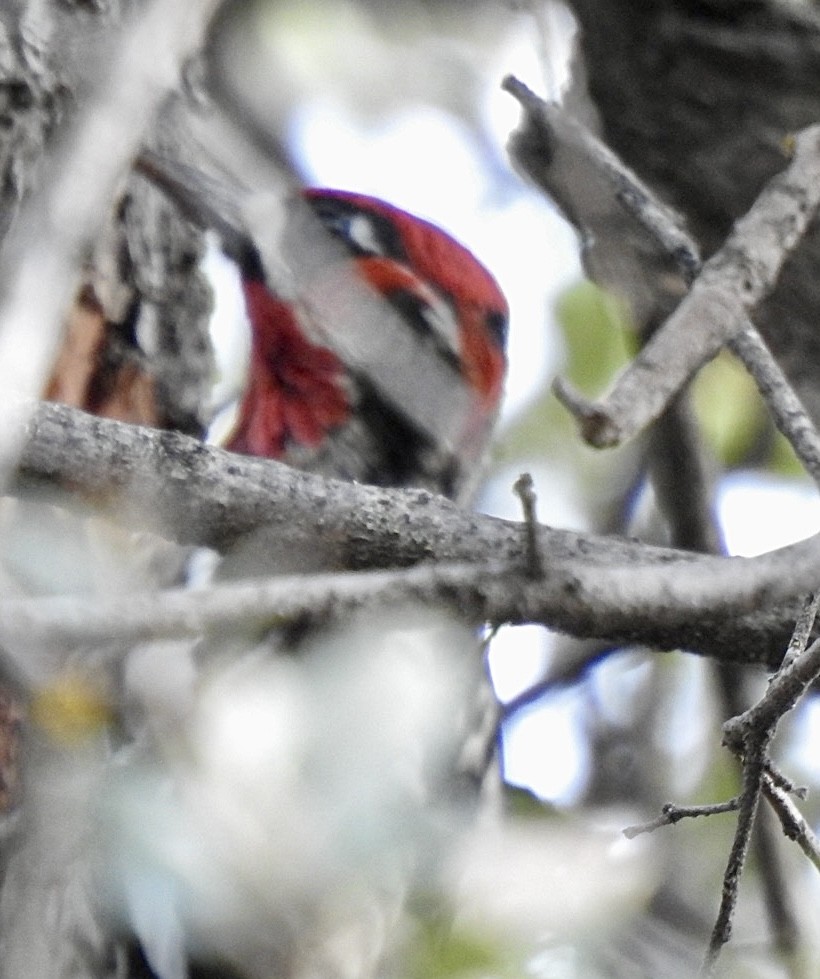 Red-naped x Red-breasted Sapsucker (hybrid) - ML612828967