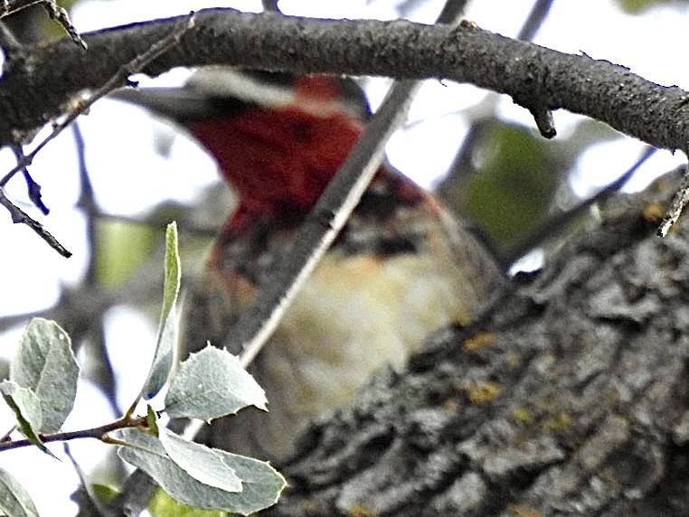 Red-naped x Red-breasted Sapsucker (hybrid) - ML612828968