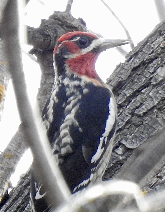 Red-naped x Red-breasted Sapsucker (hybrid) - ML612828969