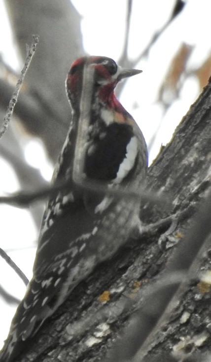 Red-naped x Red-breasted Sapsucker (hybrid) - ML612828971