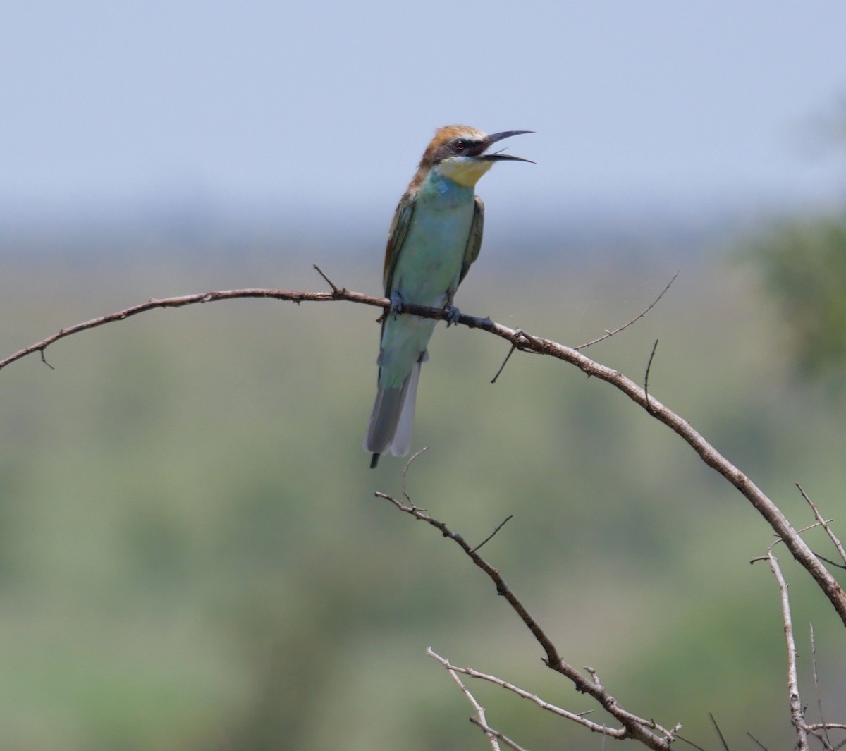 European Bee-eater - ML612829033