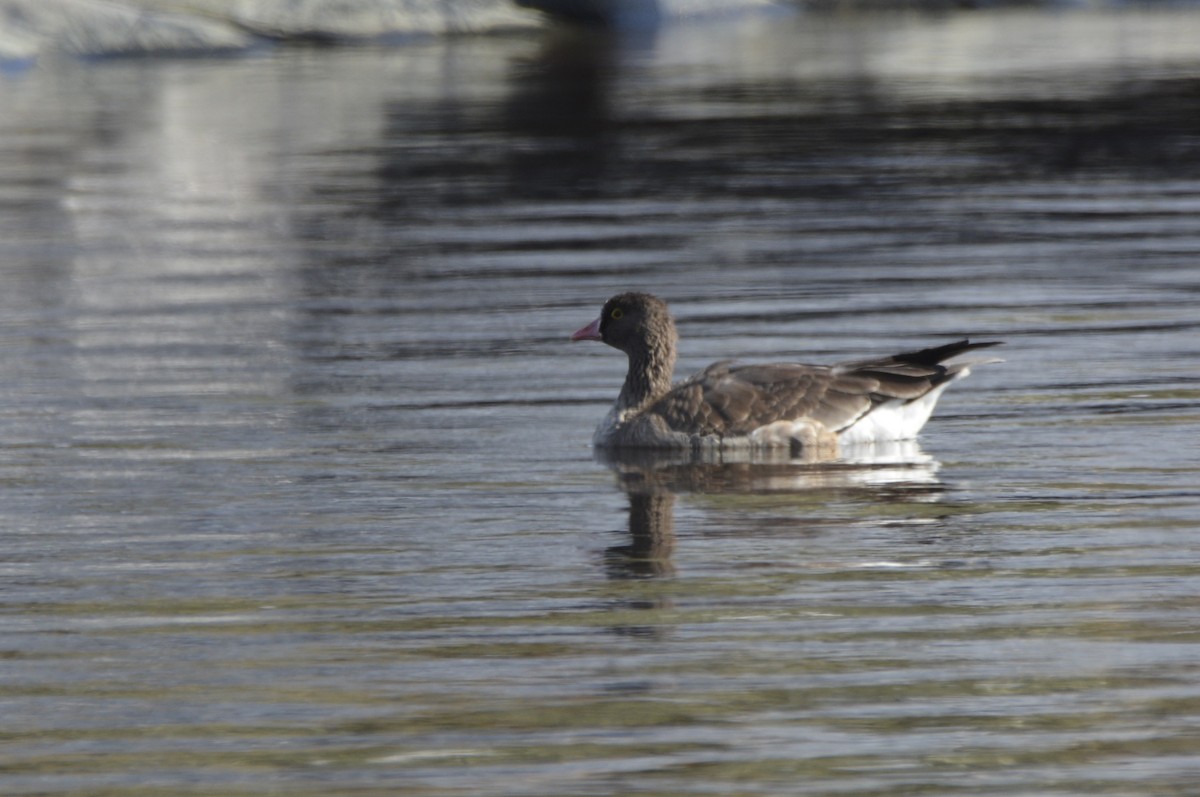 Lesser White-fronted Goose - ML612829152