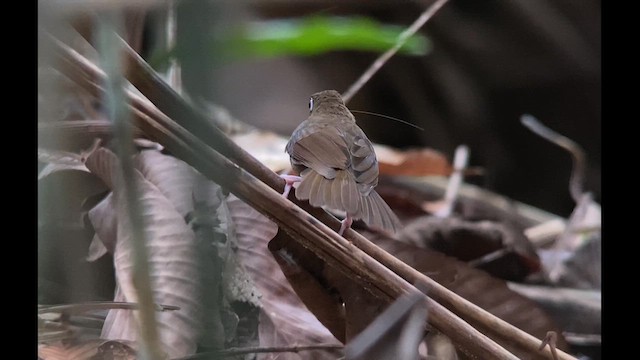 Rufous-throated Antbird - ML612829238