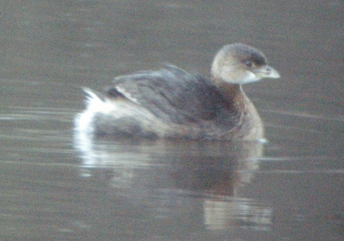 Pied-billed Grebe - Mark Easterbrook