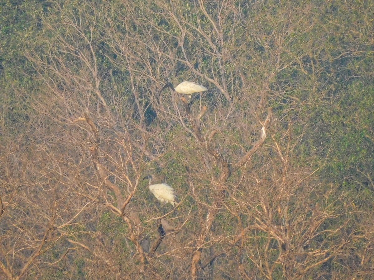 Black-headed Ibis - Sushant Pawar