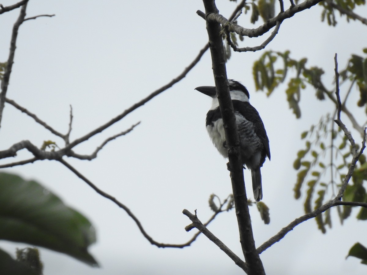 White-necked Puffbird - ML612829770