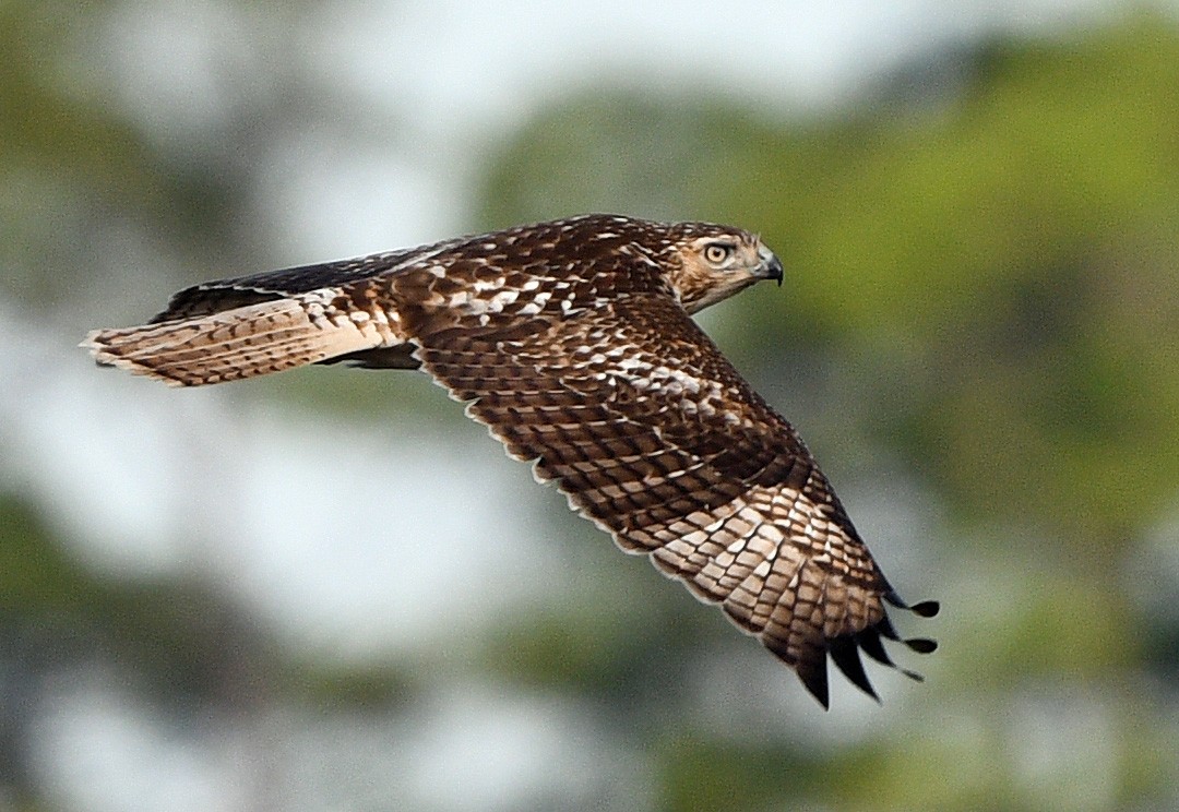 Red-tailed Hawk - ML612829879