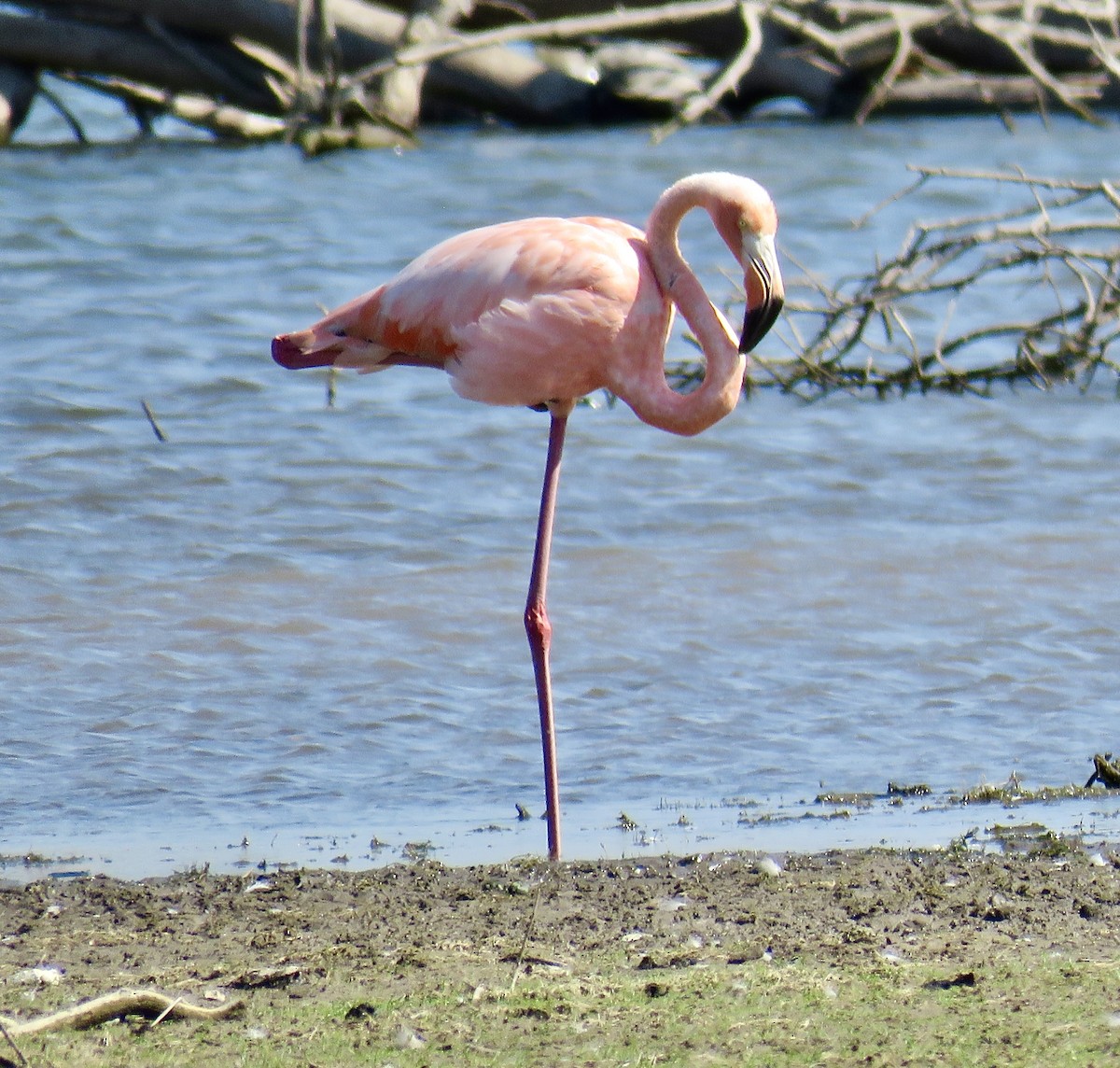 American Flamingo - Ann Tanner