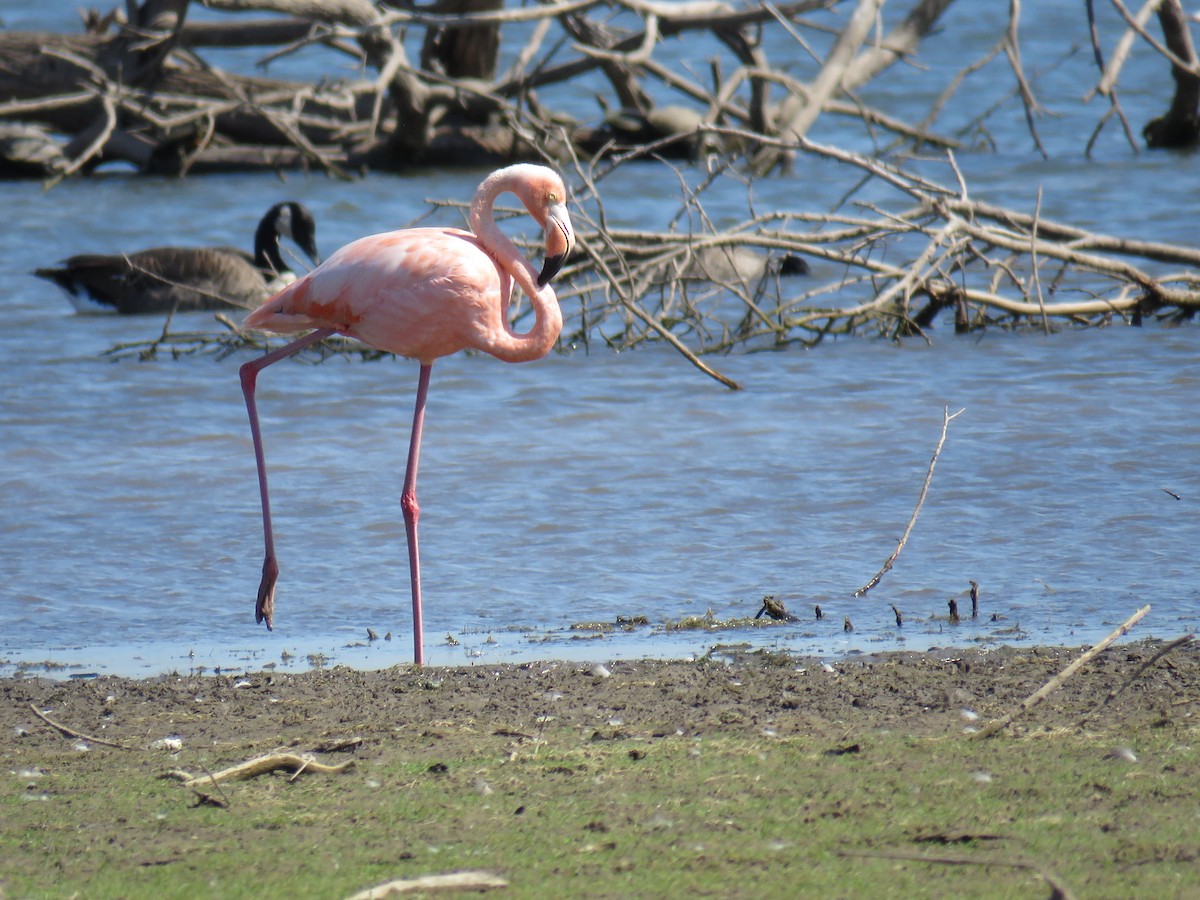 American Flamingo - ML612829917