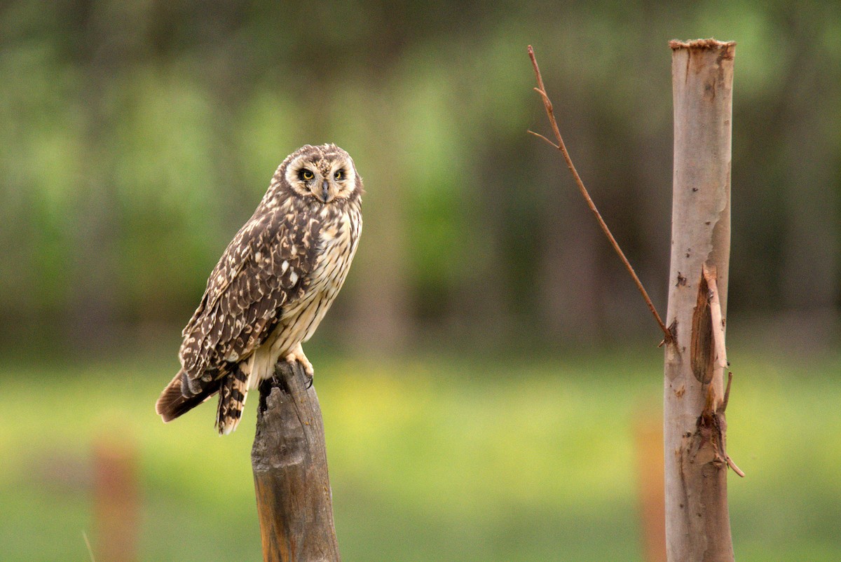 Short-eared Owl - ML612829924