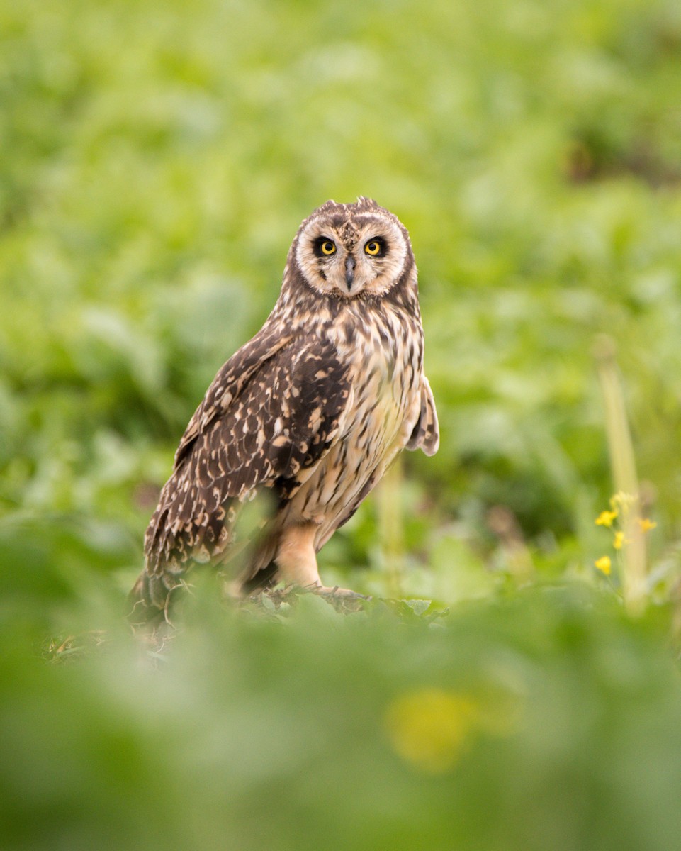 Short-eared Owl - ML612829925