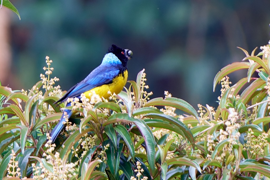Hooded Mountain Tanager - ML612829981