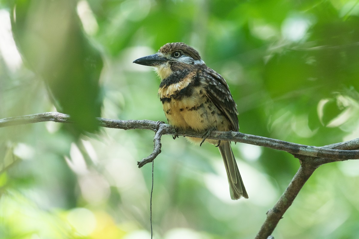 Two-banded Puffbird - ML612830156