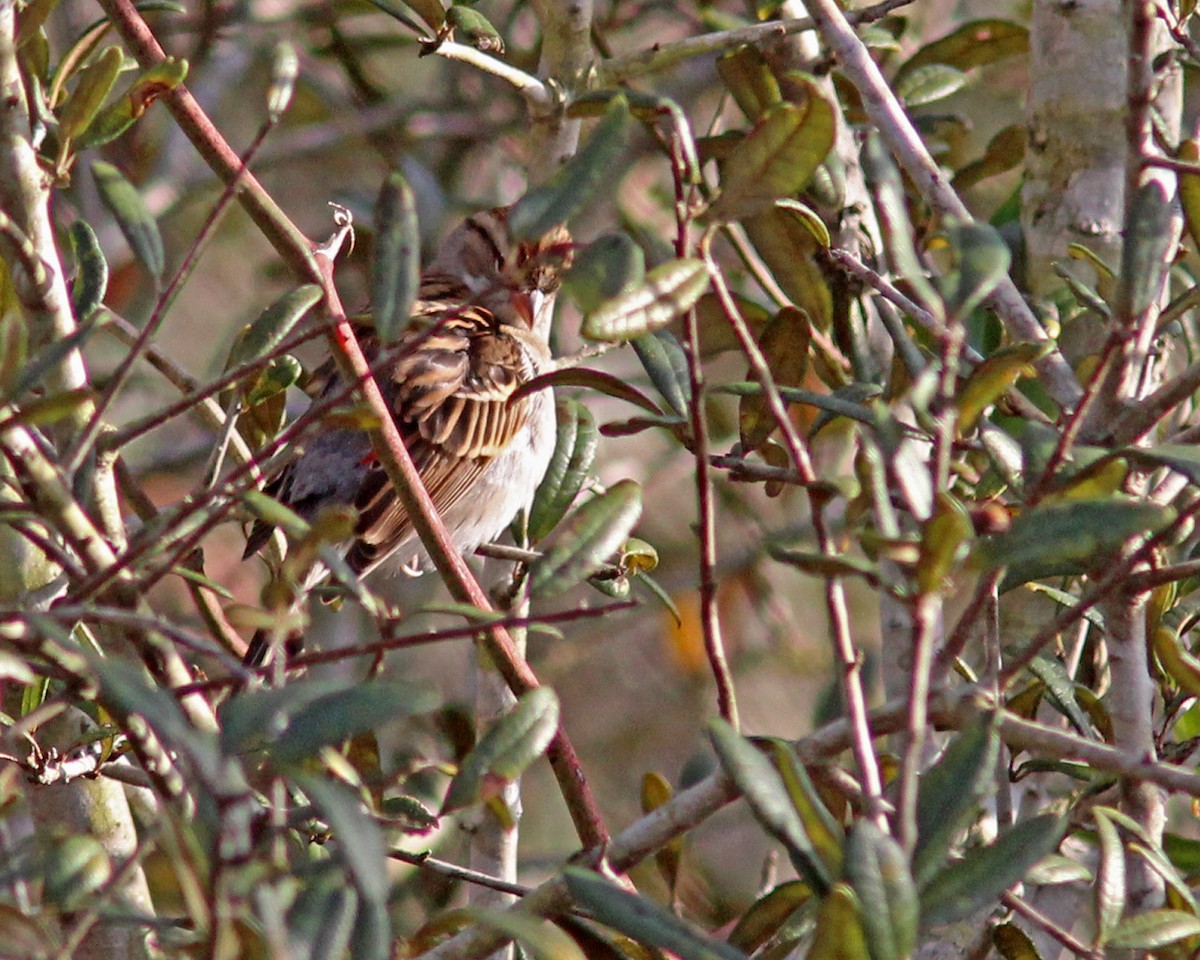 Chipping Sparrow - ML612830168