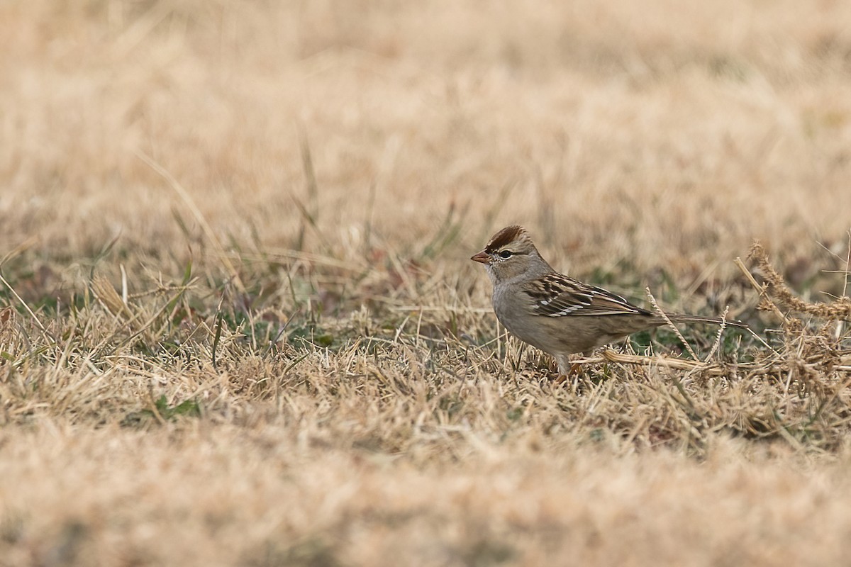White-crowned Sparrow - ML612830325
