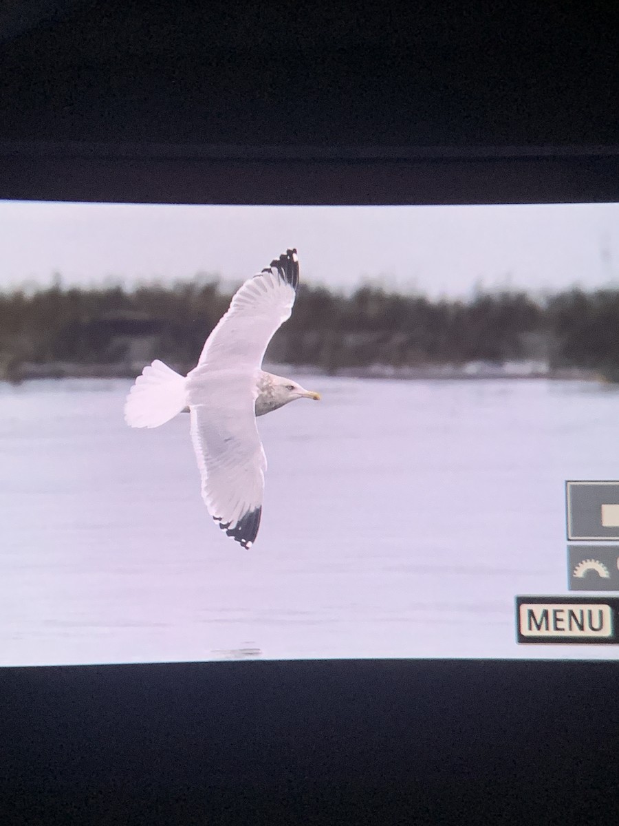 eBird Checklist 29 Dec 2023 RoystonMarine Drive waterfront 5