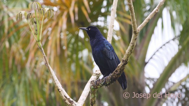 Great-tailed Grackle - ML612830572