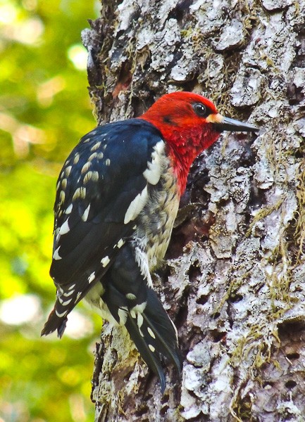Red-breasted Sapsucker - ML612830712