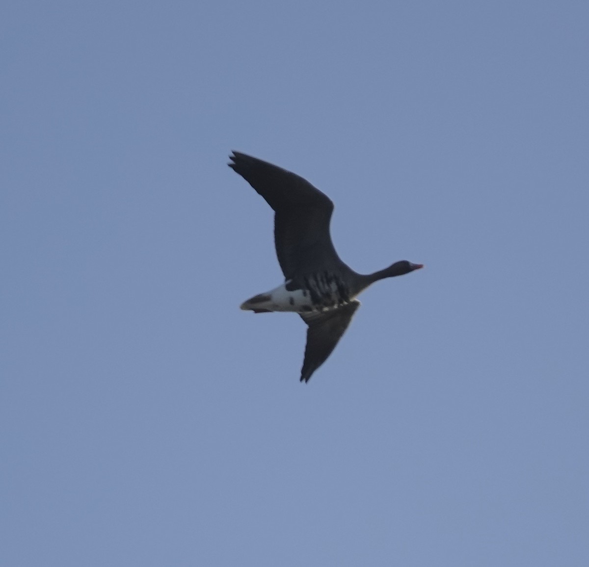 Greater White-fronted Goose - ML612830729