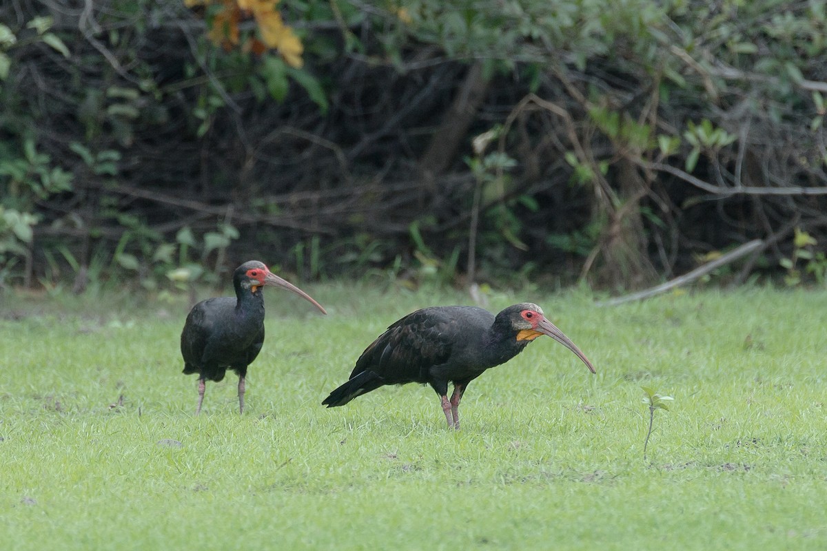 ibis dlouhoocasý - ML612830783