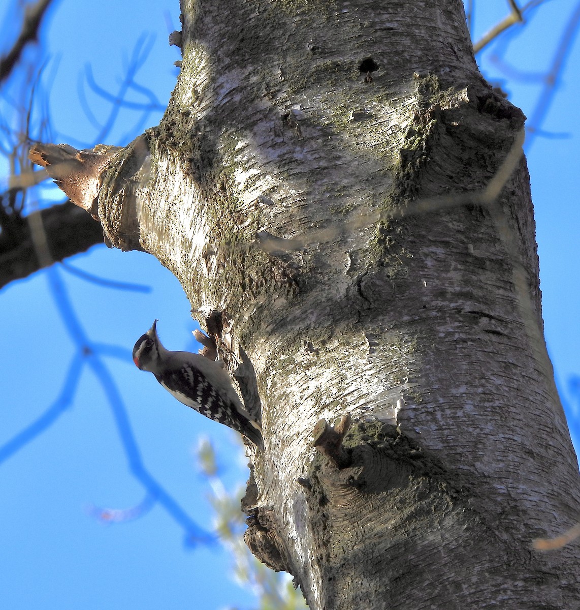 EBird Checklist 30 Dec 2023 Kohler Andrae SP Marsh Trail Nature Trail 14 Species